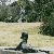 Bella at Brookgreen
