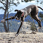Any stick